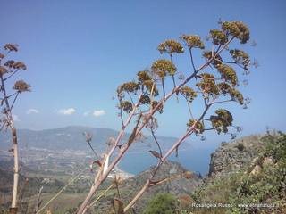 Tindari